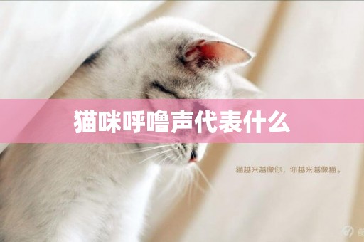 貓咪呼嚕聲代表什么