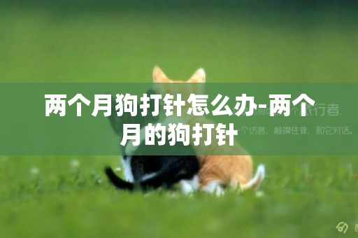 兩個月狗打針怎么辦-兩個月的狗打針