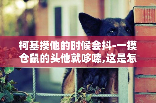 柯基摸他的時候會抖-一摸倉鼠的頭他就哆嗦,這是怎么回事