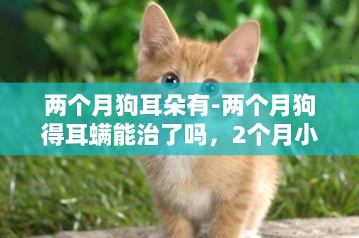 兩個月狗耳朵有-兩個月狗得耳螨能治了嗎，2個月小狗可以治耳螨了嗎