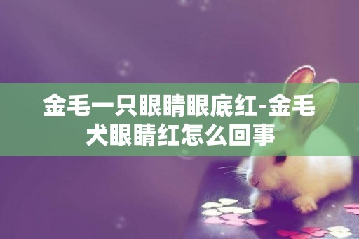 金毛一只眼睛眼底紅-金毛犬眼睛紅怎么回事