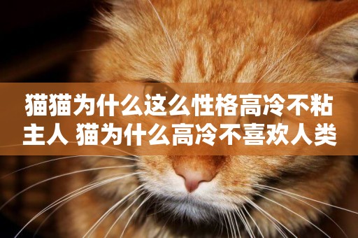 貓貓為什么這么性格高冷不粘主人 貓為什么高冷不喜歡人類