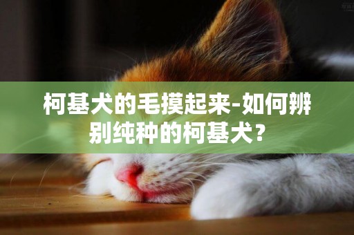 柯基犬的毛摸起來-如何辨別純種的柯基犬？