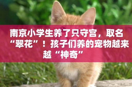 南京小學生養了只守宮，取名“翠花”！孩子們養的寵物越來越“神奇” 