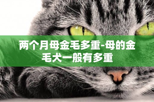 兩個月母金毛多重-母的金毛犬一般有多重