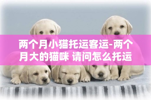 兩個月小貓托運客運-兩個月大的貓咪 請問怎么托運吶 有親知道嘛