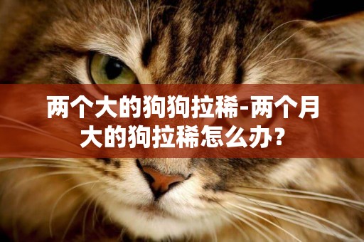 兩個大的狗狗拉稀-兩個月大的狗拉稀怎么辦？