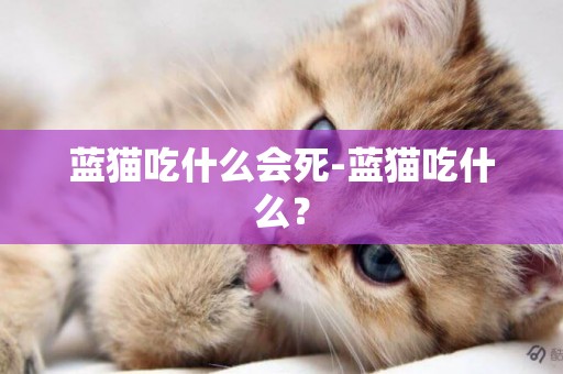 藍貓吃什么會死-藍貓吃什么？