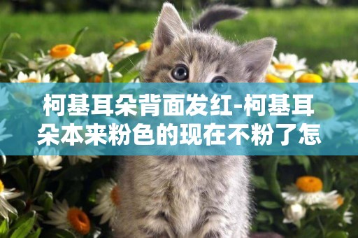 柯基耳朵背面發紅-柯基耳朵本來粉色的現在不粉了怎么辦？