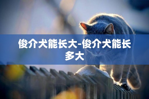 俊介犬能長大-俊介犬能長多大