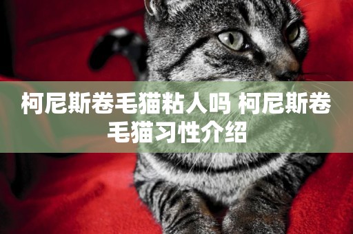 柯尼斯卷毛貓粘人嗎 柯尼斯卷毛貓習性介紹