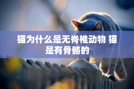 貓為什么是無脊椎動物 貓是有骨骼的