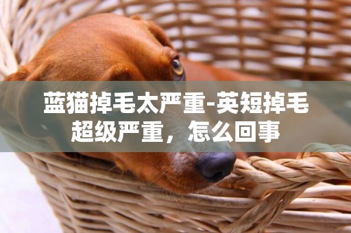 藍貓掉毛太嚴重-英短掉毛超級嚴重，怎么回事