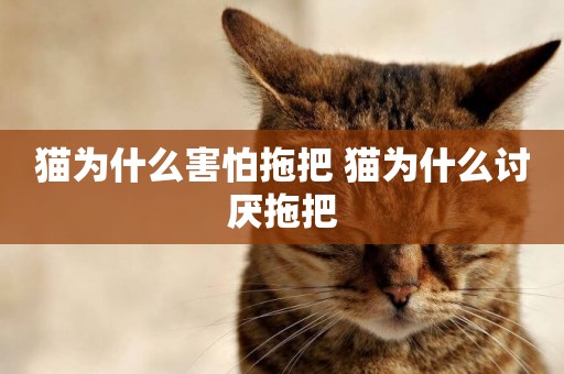 貓為什么害怕拖把 貓為什么討厭拖把