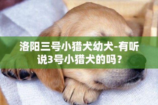 洛陽三號小獵犬幼犬-有聽說3號小獵犬的嗎？