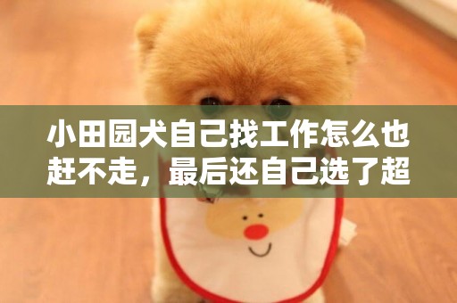 小田園犬自己找工作怎么也趕不走，最后還自己選了超有寓意的名字 