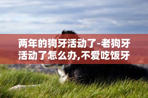 兩年的狗牙活動了-老狗牙活動了怎么辦,不愛吃飯牙疼