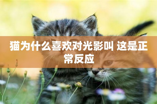 貓為什么喜歡對光影叫 這是正常反應