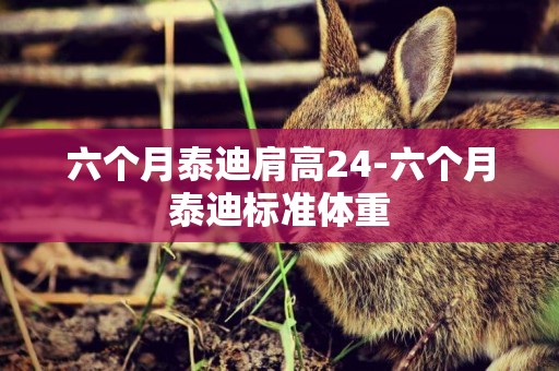 六個月泰迪肩高24-六個月泰迪標準體重