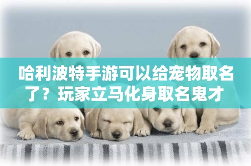 哈利波特手游可以給寵物取名了？玩家立馬化身取名鬼才 