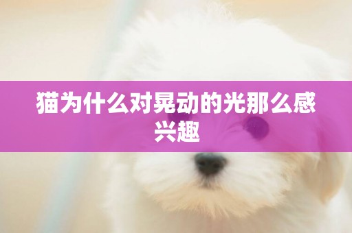 貓為什么對晃動的光那么感興趣
