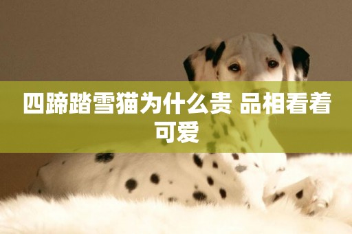 四蹄踏雪貓為什么貴 品相看著可愛