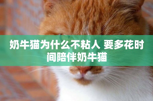奶牛貓為什么不粘人 要多花時間陪伴奶牛貓