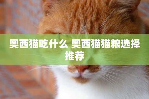 奧西貓吃什么 奧西貓貓糧選擇推薦