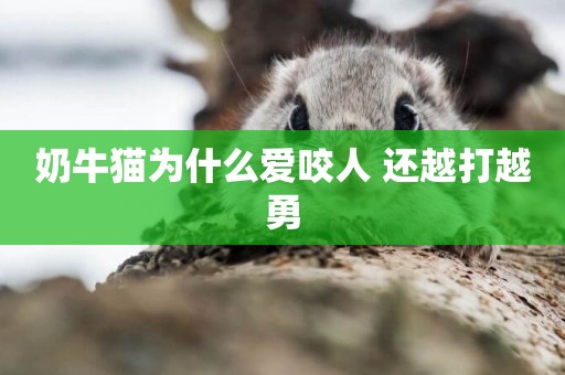 奶牛貓為什么愛咬人 還越打越勇