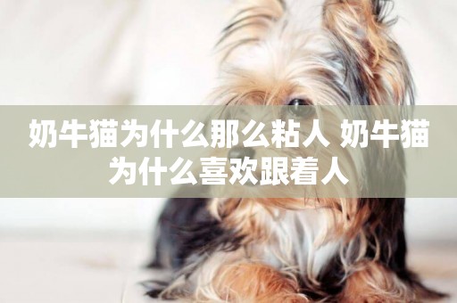 奶牛貓為什么那么粘人 奶牛貓為什么喜歡跟著人