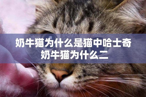 奶牛貓為什么是貓中哈士奇 奶牛貓為什么二