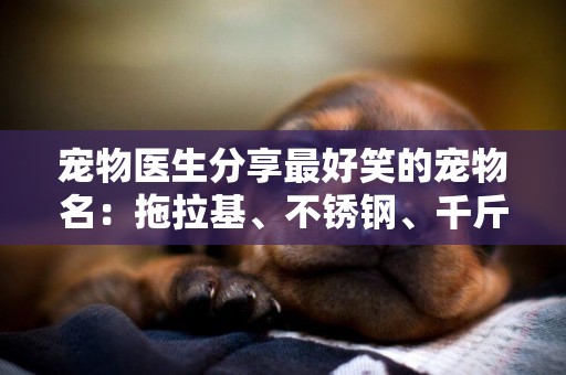 寵物醫生分享最好笑的寵物名：拖拉基、不銹鋼、千斤頂… 