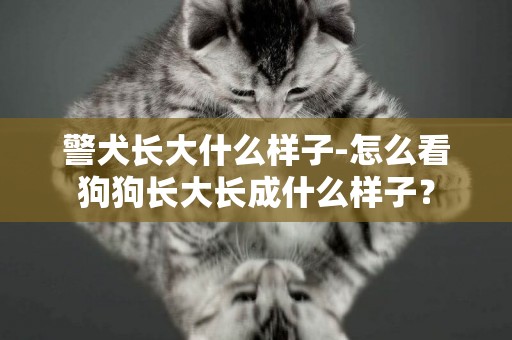警犬長大什么樣子-怎么看狗狗長大長成什么樣子？