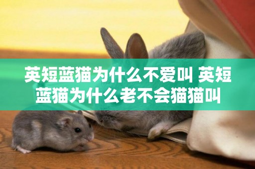 英短藍貓為什么不愛叫 英短藍貓為什么老不會貓貓叫