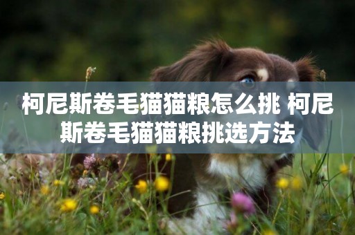柯尼斯卷毛貓貓糧怎么挑 柯尼斯卷毛貓貓糧挑選方法