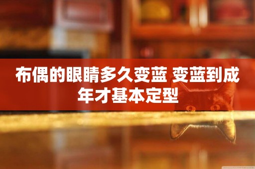 布偶的眼睛多久變藍 變藍到成年才基本定型