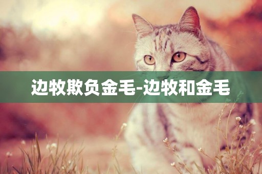邊牧欺負金毛-邊牧和金毛