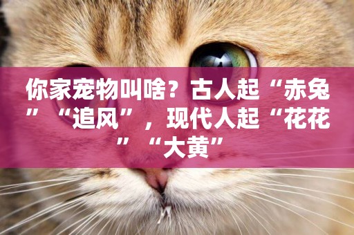 你家寵物叫啥？古人起“赤兔”“追風”，現代人起“花花”“大黃” 