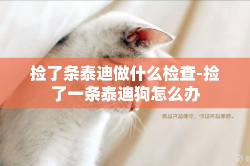 撿了條泰迪做什么檢查-撿了一條泰迪狗怎么辦