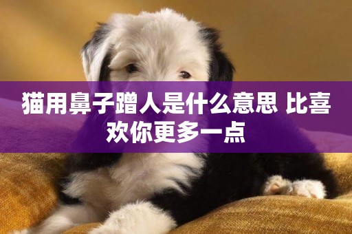 貓用鼻子蹭人是什么意思 比喜歡你更多一點