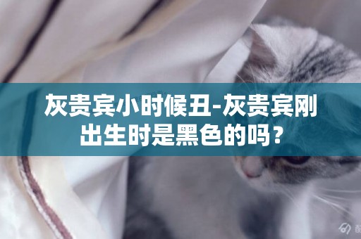 灰貴賓小時候丑-灰貴賓剛出生時是黑色的嗎？