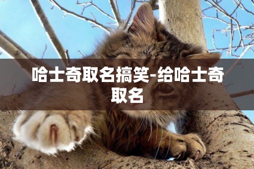 哈士奇取名搞笑-給哈士奇取名