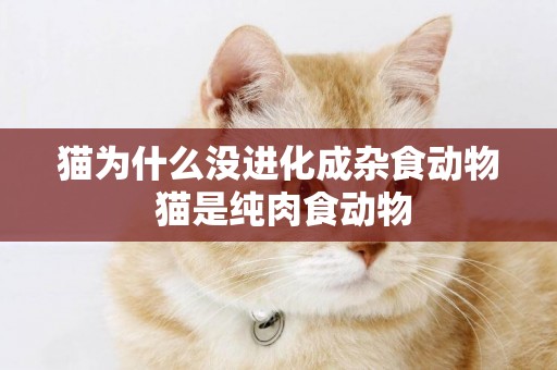貓為什么沒進化成雜食動物 貓是純肉食動物