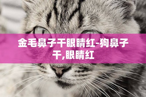 金毛鼻子干眼睛紅-狗鼻子干,眼睛紅