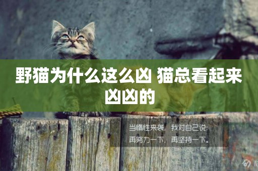 野貓為什么這么兇 貓總看起來兇兇的