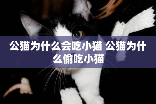 公貓為什么會吃小貓 公貓為什么偷吃小貓