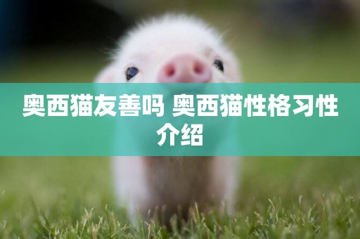 奧西貓友善嗎 奧西貓性格習性介紹