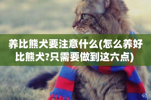 養比熊犬要注意什么(怎么養好比熊犬?只需要做到這六點) 