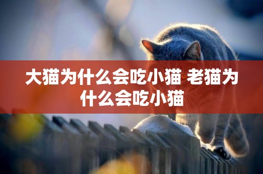 大貓為什么會吃小貓 老貓為什么會吃小貓