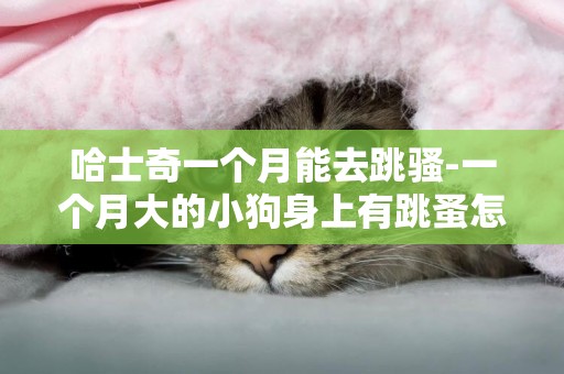 哈士奇一個月能去跳騷-一個月大的小狗身上有跳蚤怎么弄可以去干凈~~~~~